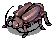 Thief Bug Female
