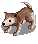 Baby Desert Wolf