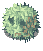 Rafflesia
